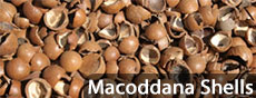 Macoddana Shells